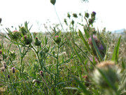 ADP Free party Balscha 2009 036