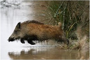 sanglier.jpg