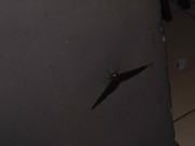 31.3.visiting moths III