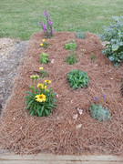 2023-06-20 New bed planted [2]