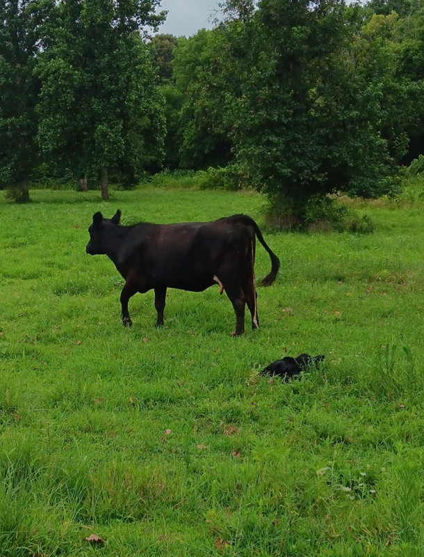 Screenshot_20250801_135908_Gallery