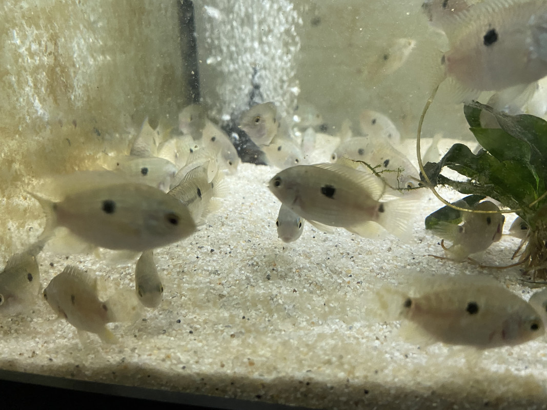 A9213EAB-61EB-46A7-A9C8-0F79B79FCABD