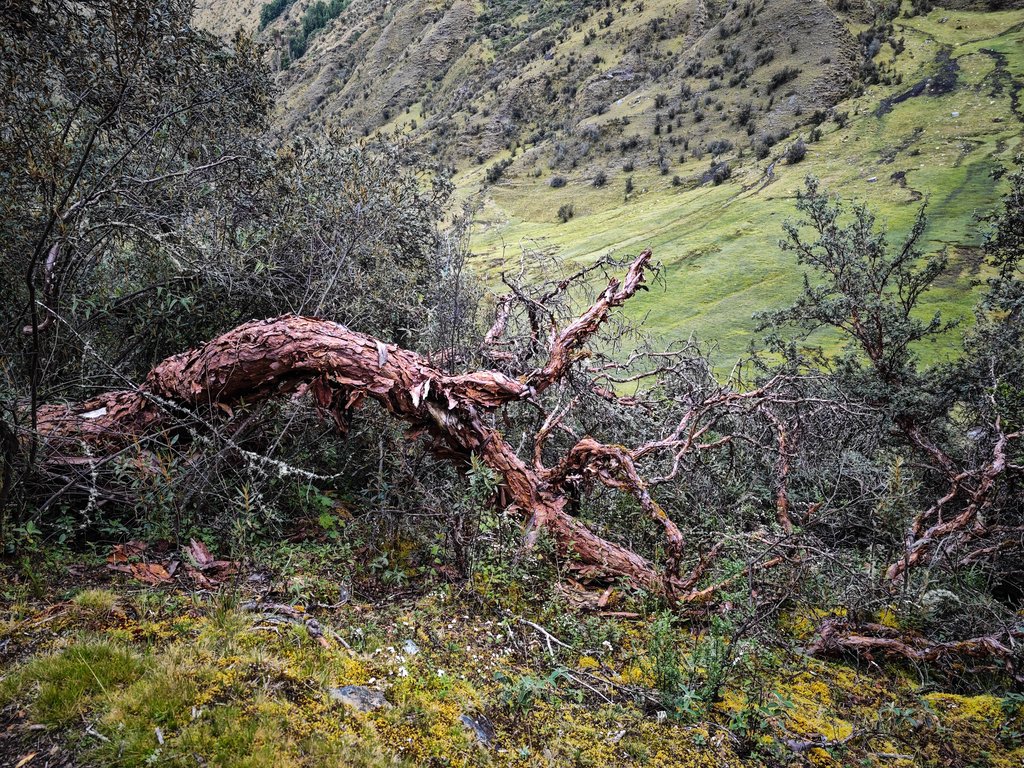 https://i.postimg.cc/t41TBBJz/Image01077.jpg