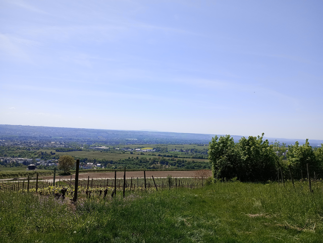 Ausblick auf den Rheingau bei Rauenthal 
