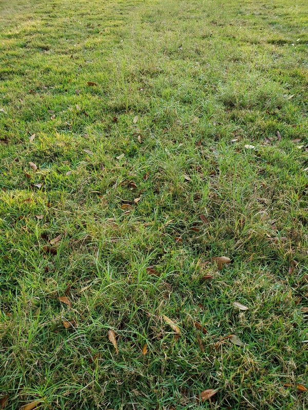 Can You Mix Zoysia And Bermuda Grass: Expert Tips Revealed