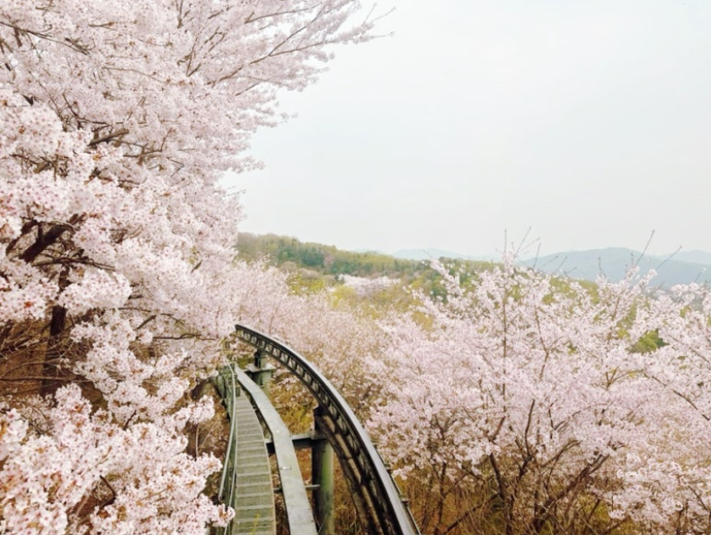 가을 단풍 속 모노레일