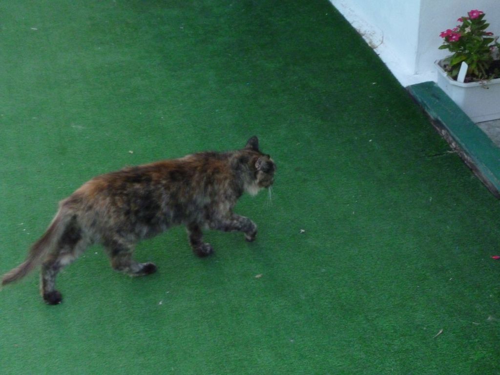 P1190051 [Разрешение рабочего стола]