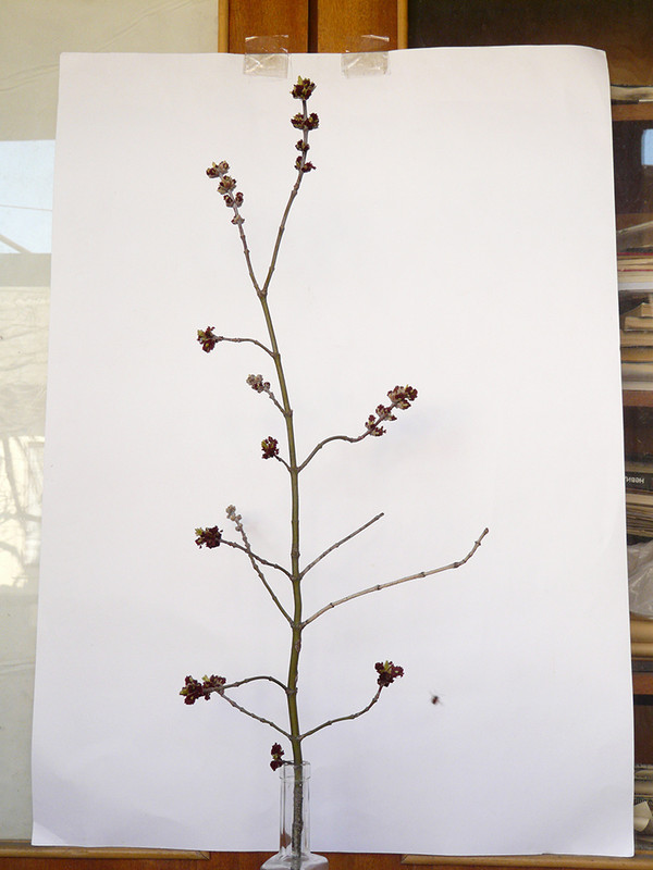 030409_1656-1... (1024)