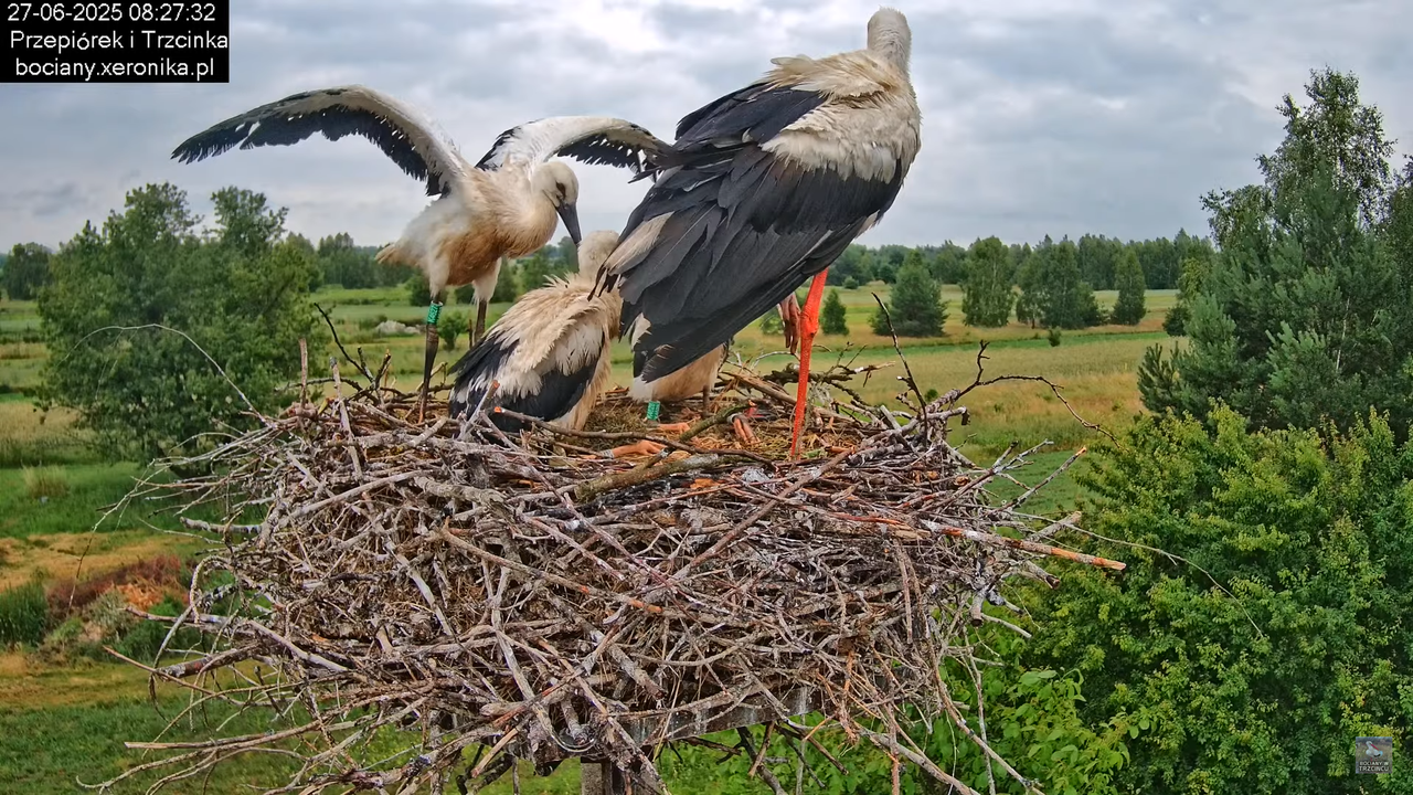 27062025bociany18
