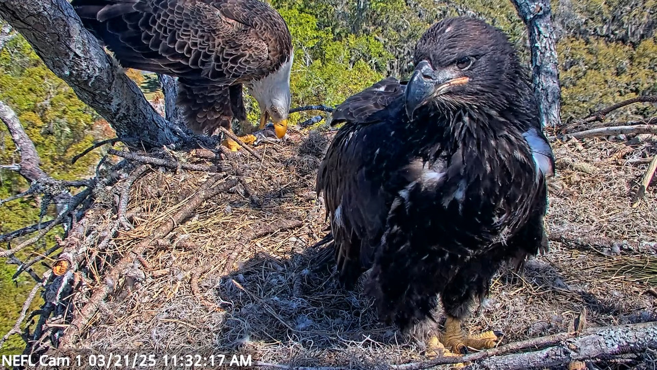 NEFL Cam 1 — tiešraidē Bald Eagle Cam 14-31-10 screenshot