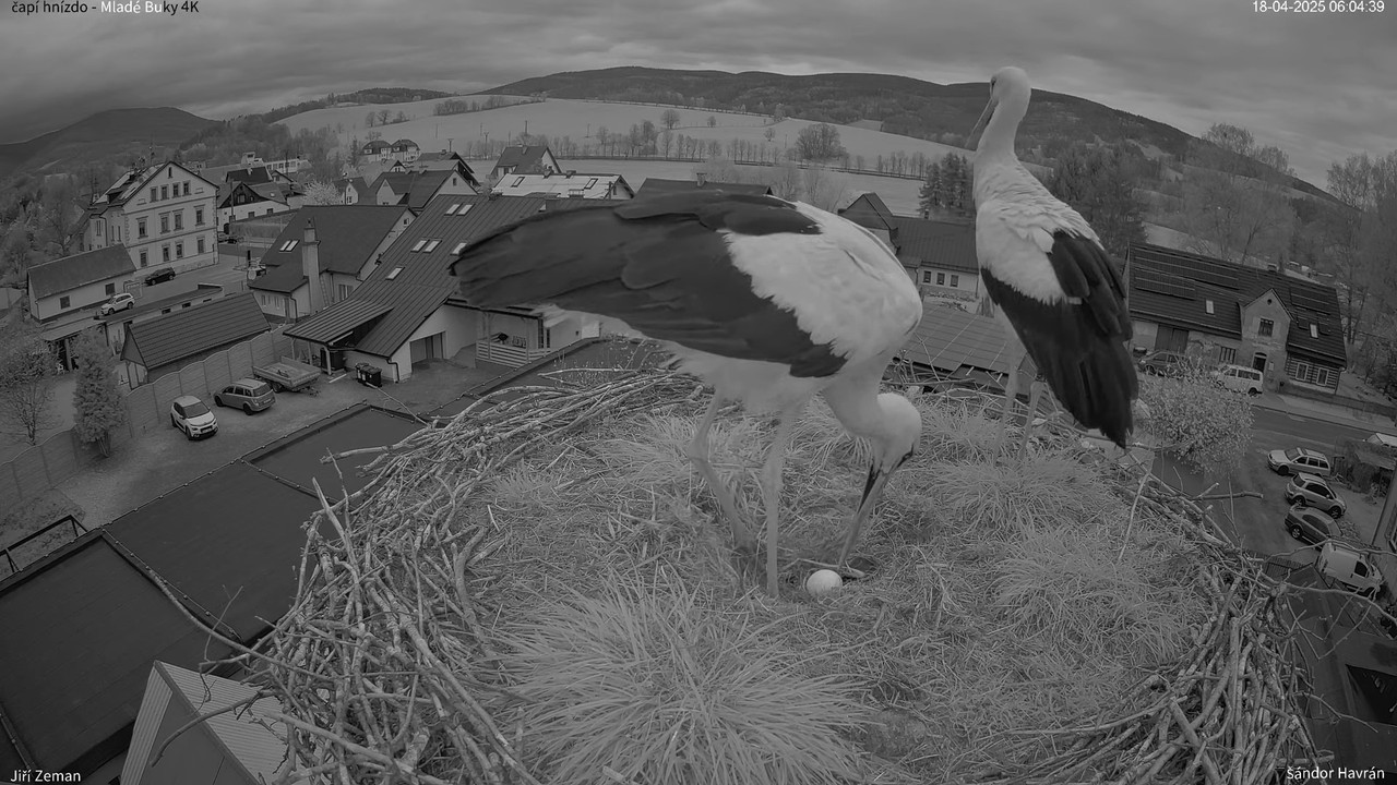 Tiešraides kamera — Mladé Buky — stārķa ligzda 4K 8-38-53 screenshot
