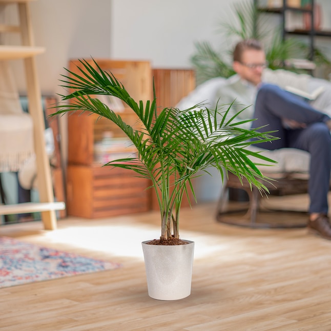 Massive House Plant Sale: Save 60% on Indoor Plants at Lowe’s Today