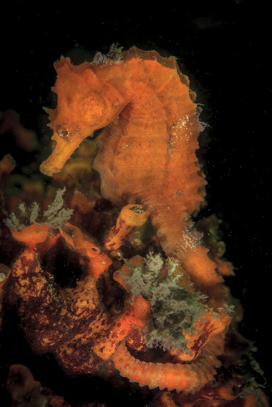 Cópia de 04_Cavalo-marinho (Hippocampus aff. patagonicus), sobre colônia de briozoários (Schizoporel