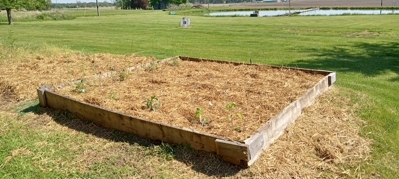 raised bed tomatoes peppers lettuce 5:21