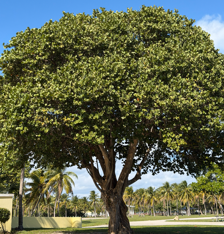 [Image: Crandon-Beach-On-Key-Biscayne7Cay-Bang-Bien.png]