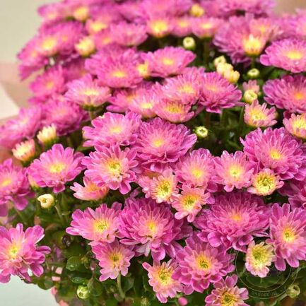 Sanbeam pink bicolor2