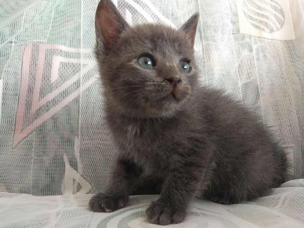 Дымчатый1_6-1