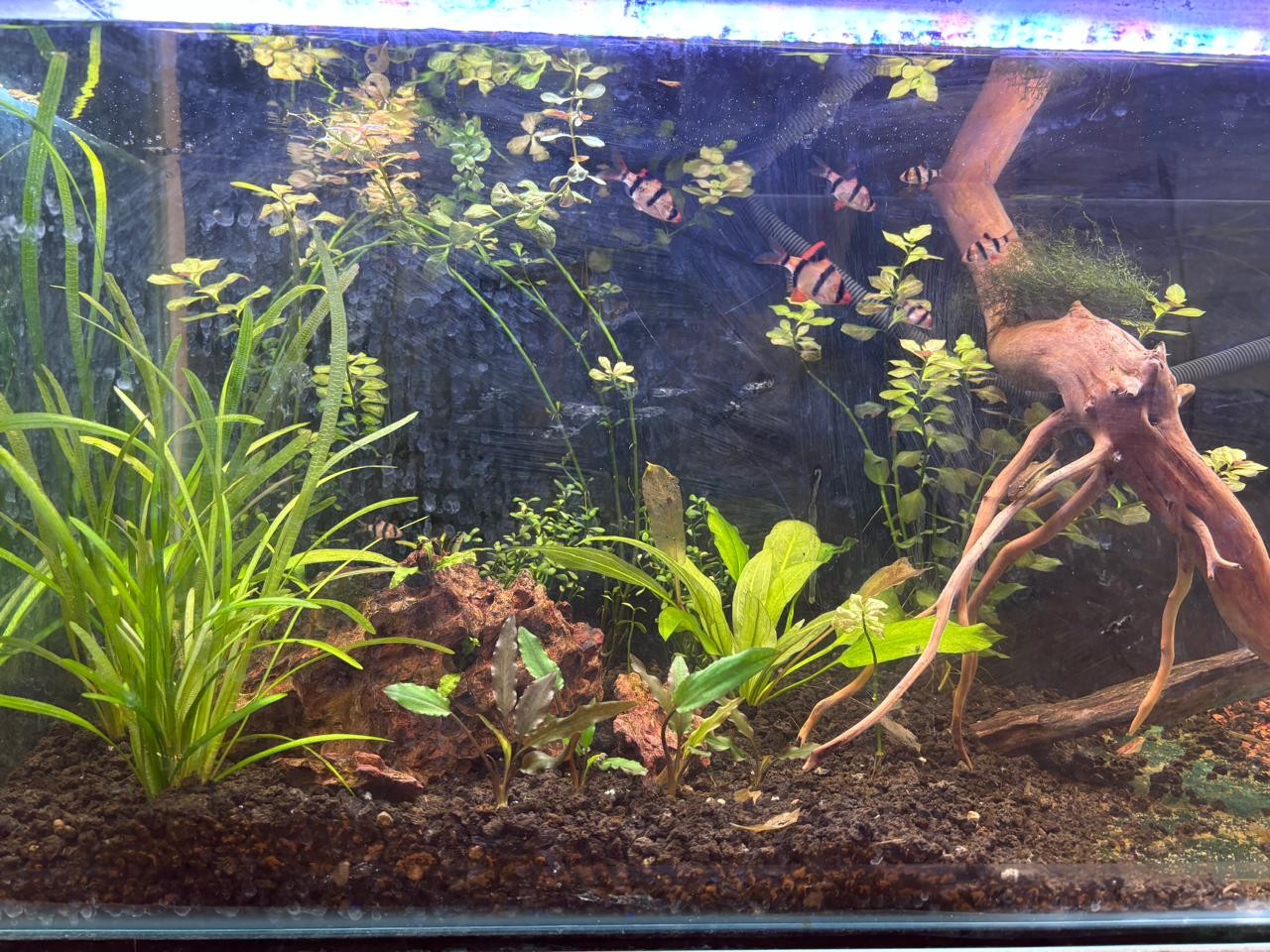 acuario-4.jpg