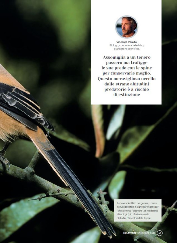 melaverde Nov 2022 (2)