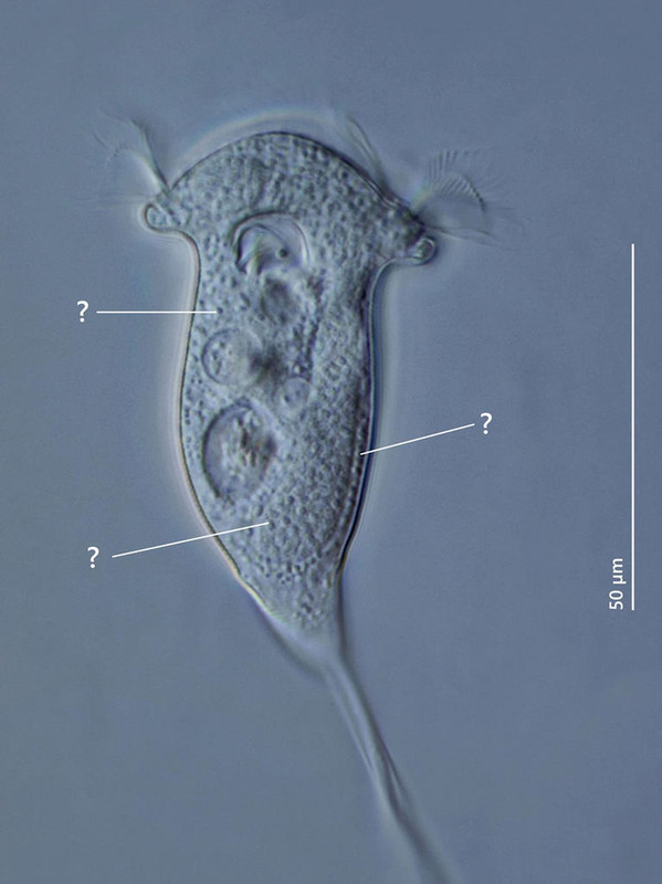 Vorticella 03-2 convallaria Maiglöckchen DIK 100-Z7