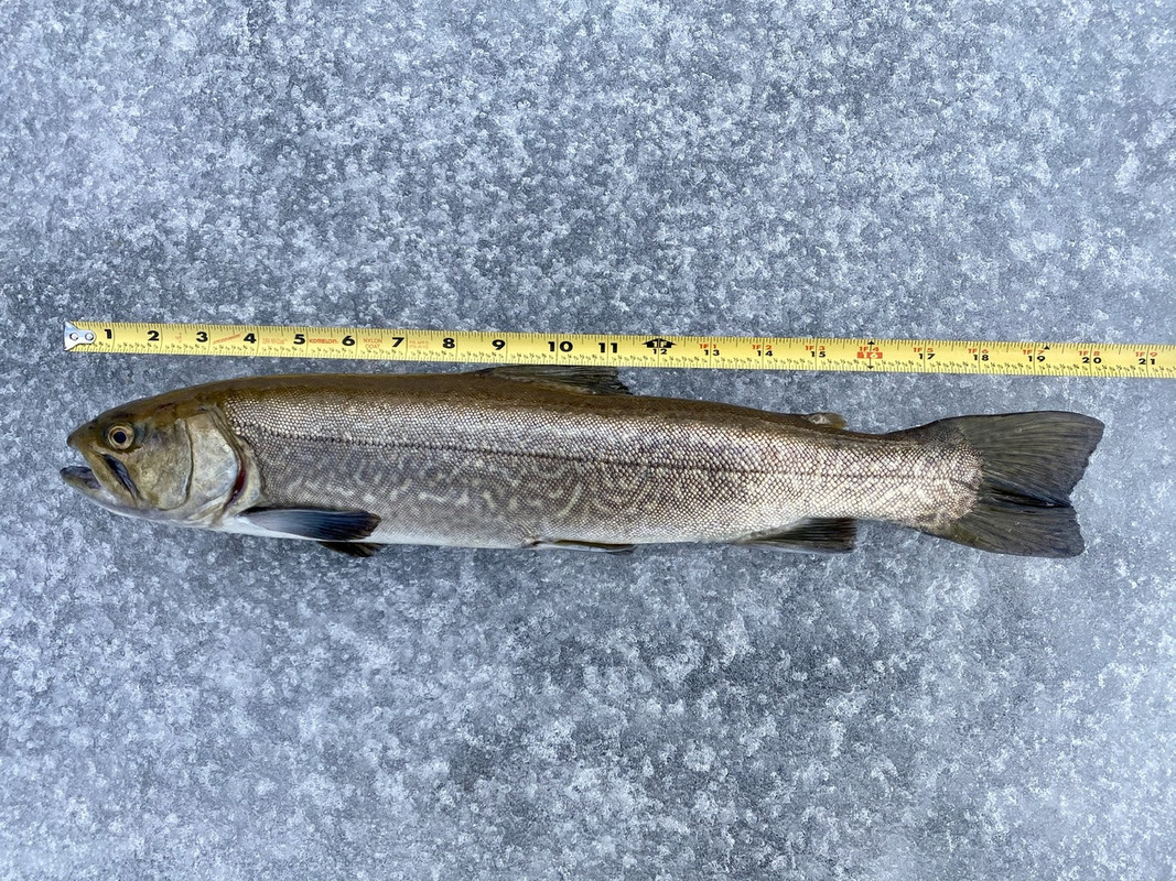 TigerTrout_20.25_Colin_Duarte
