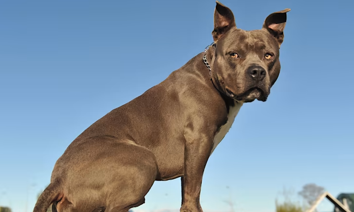 Se viraliza ataque de pitbull a Chihuahua en restaurante Pet Friendly