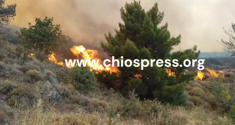 ΣΕ ΠΥΡΙΝΟ ΚΛΟΙΟ Η ΧΙΟΣ (ΒΙΝΤΕΟ)