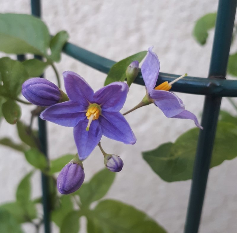 Petit solanum jasminoïdes deviendra grand... j'espère ! Solanum-jasmino-des-Louisette004