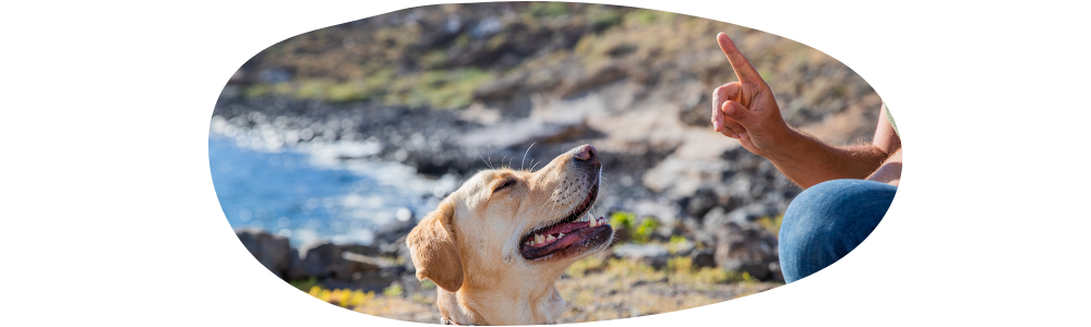 Geheimnisse der Stubenreinheit: Wie du deinen fast 8 Monate alten Hund in Rekordzeit stubenrein bekommst!