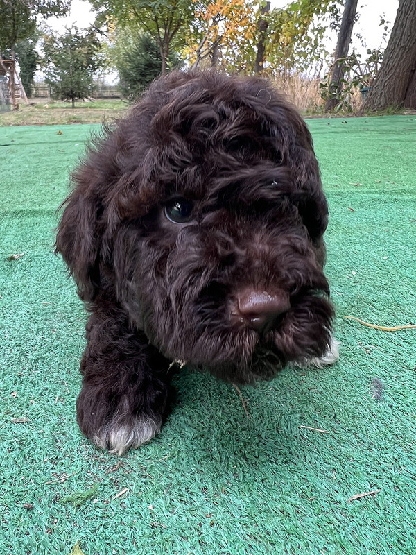Lagotto Romagnolo female puppy for sale – Ideal Dale Europa – 48 days old – photo 1 – brown coat with white left paw and chest blaze