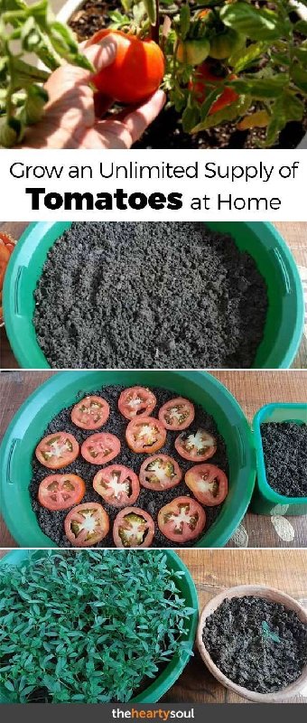 Check Out the Easiest Ways to Grow Tomatoes So You Never Have to