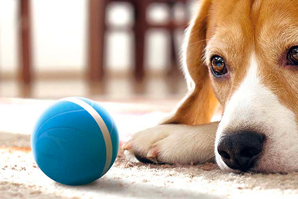 7 smart toys, tools, and accessories your four-legged friend will love