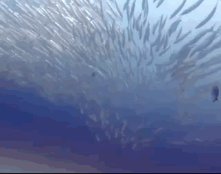 Creatures-3