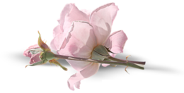 7x2n6676cnt.png
