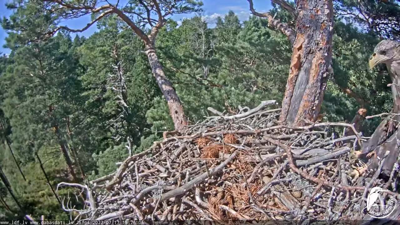 Jūras ērgļi (Haliaeetus albicilla) Slīteres nacionālajā parkā - LDF tiešraide __ White tailed eagles