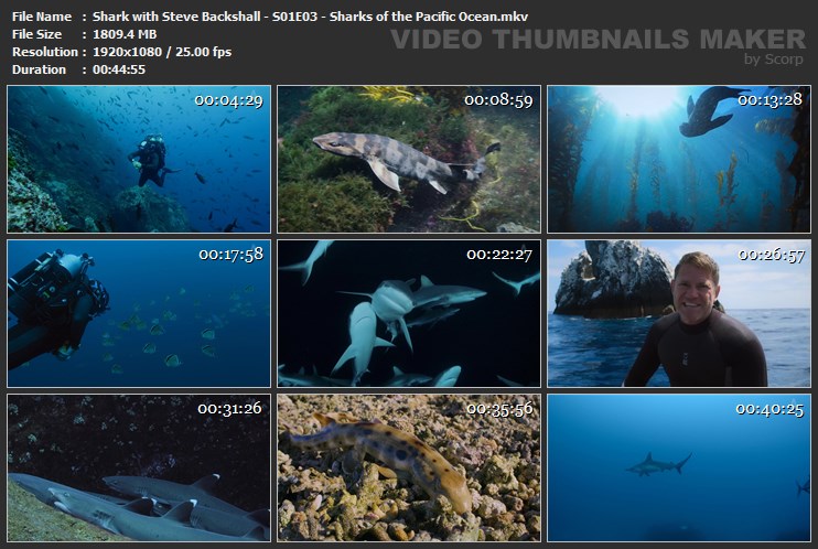 Shark with Steve Backshall - S01E03 - Sharks of the Pacific Ocean.mkv