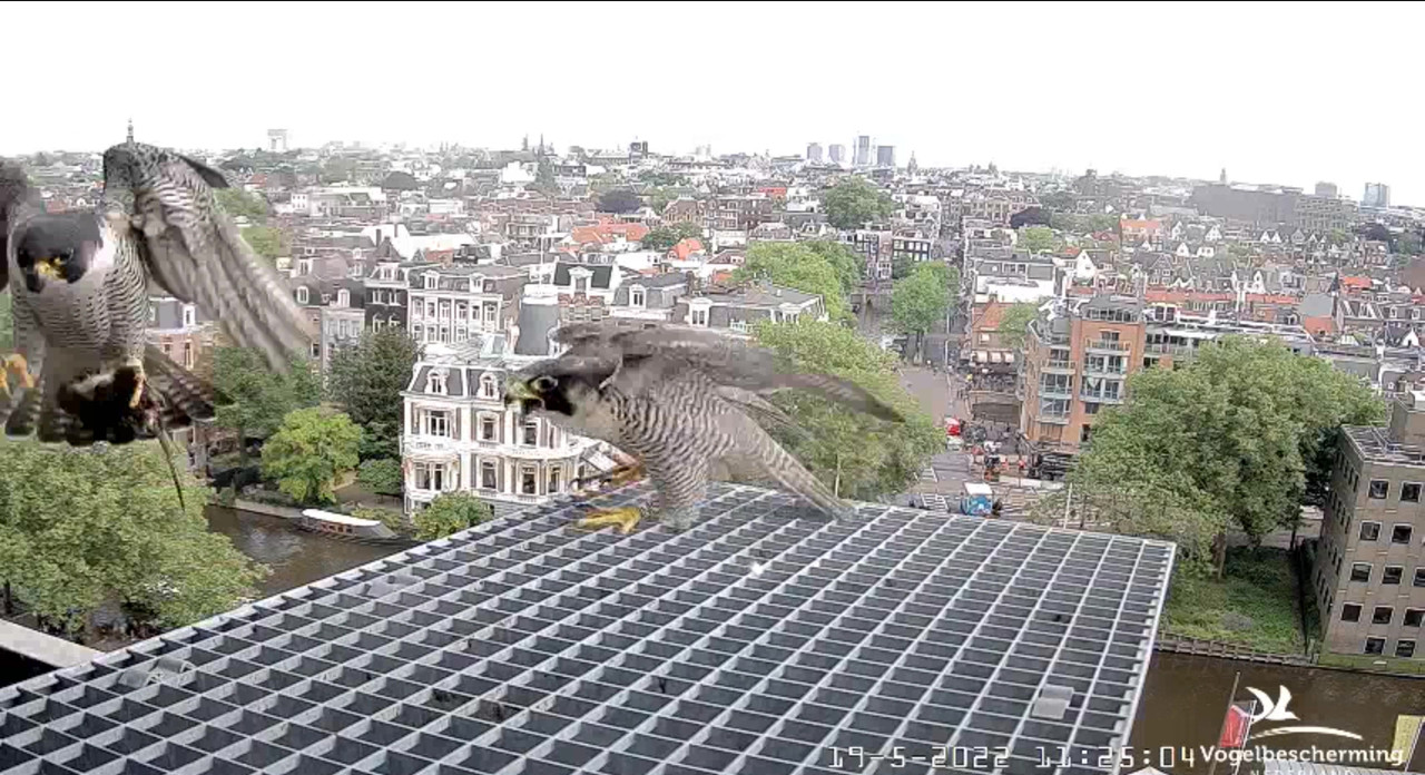 Amsterdam/Rijksmuseum screenshots © Beleef de Lente/Vogelbescherming Nederland - Pagina 3 Video-2022-05-19-113458-Moment-4