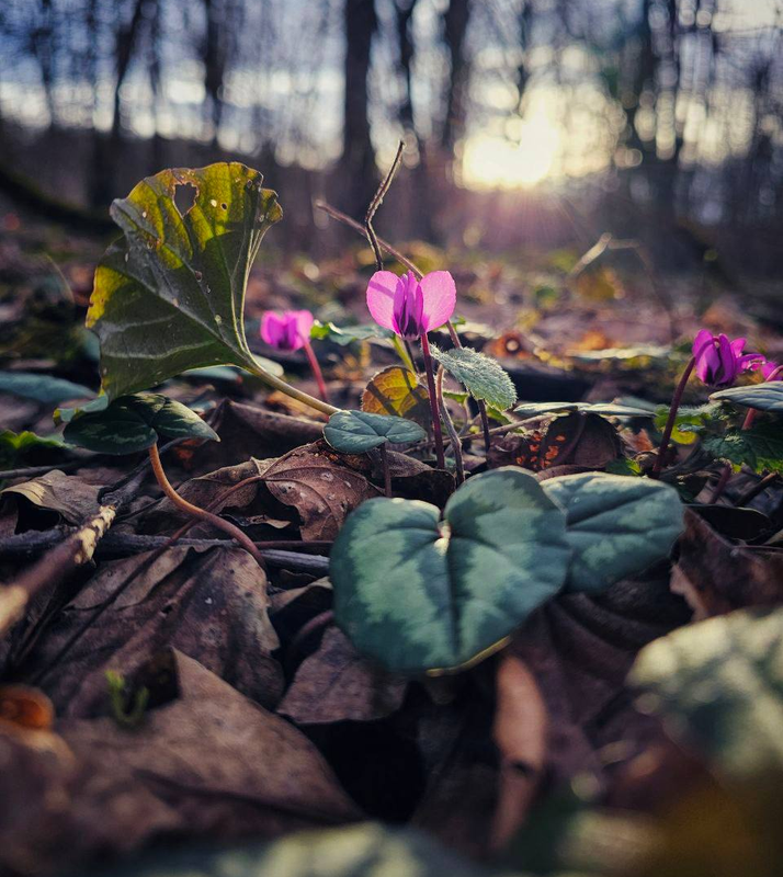 photoeditorsdk-export (1)