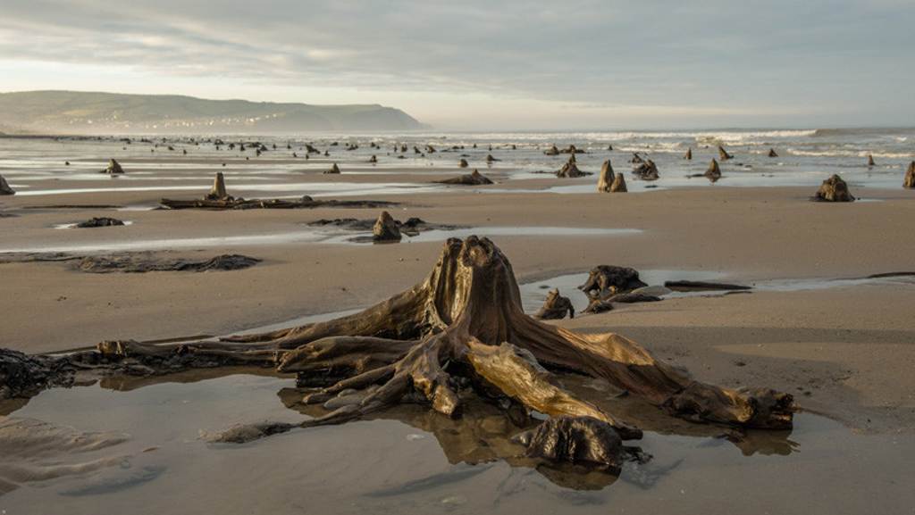 Tempesta fa riapparire una Foresta Preistorica di 4500 anni fa