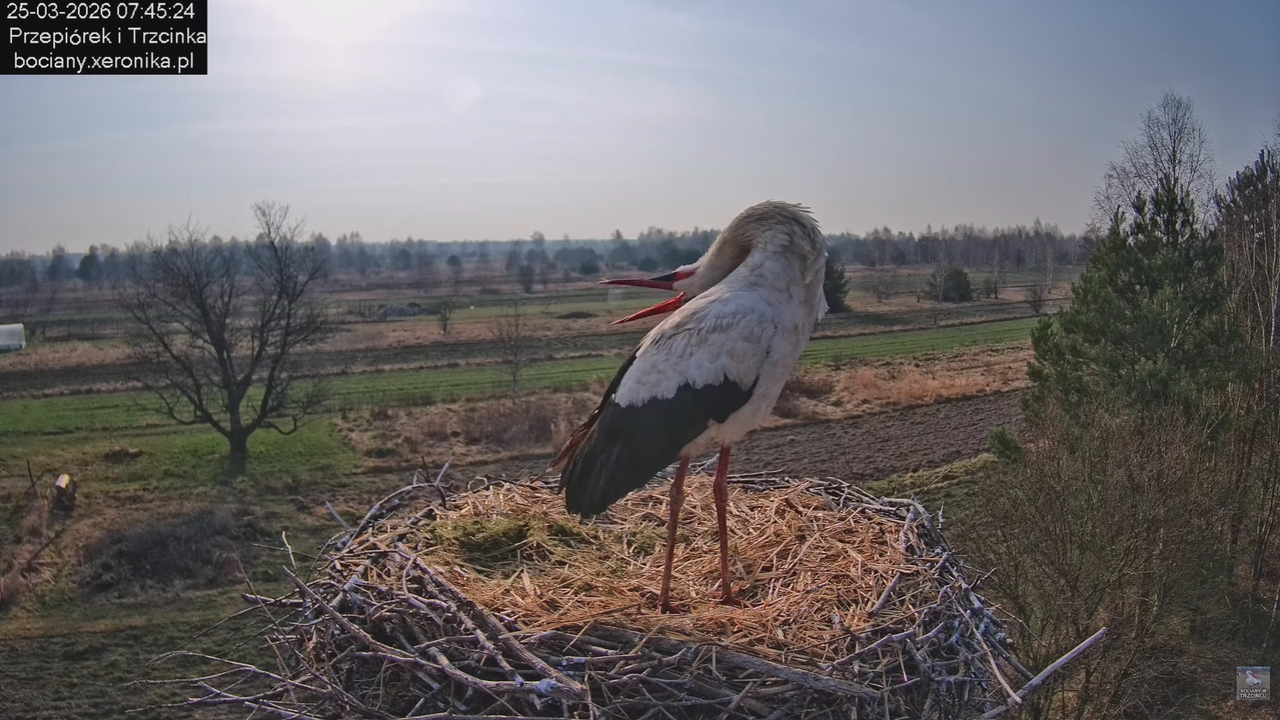 25032026bociany 13