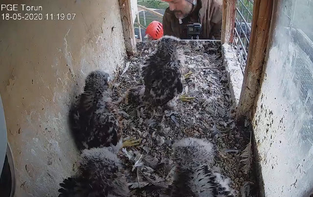 WebCam Toruń PGE. Male Piernik (2 AD (2015) & Female Katarzynka (?) vanaf 21 aug. Man 9 / BK( 2019) & Vrouw Katarzynka (?) - Pagina 3 Przechwytywanie-w-trybie-pe-noekranowym-18-05-2020-111934