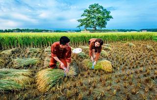 TÌNH - DÒNG TRUYỆN THƠ VUI VỀ ĐỜI SỐNG, TÌNH CẢM & MƯU SINH...Của Nguyễn Thành Sáng&Tam Muội - Page 4 Anh-cuoi-tuyet-dep-giua-dong-lua-chin-cua-cap-doi-xu-nghe-Hinh-8