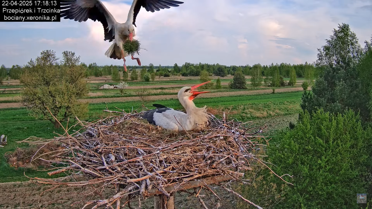 22042025bociany17