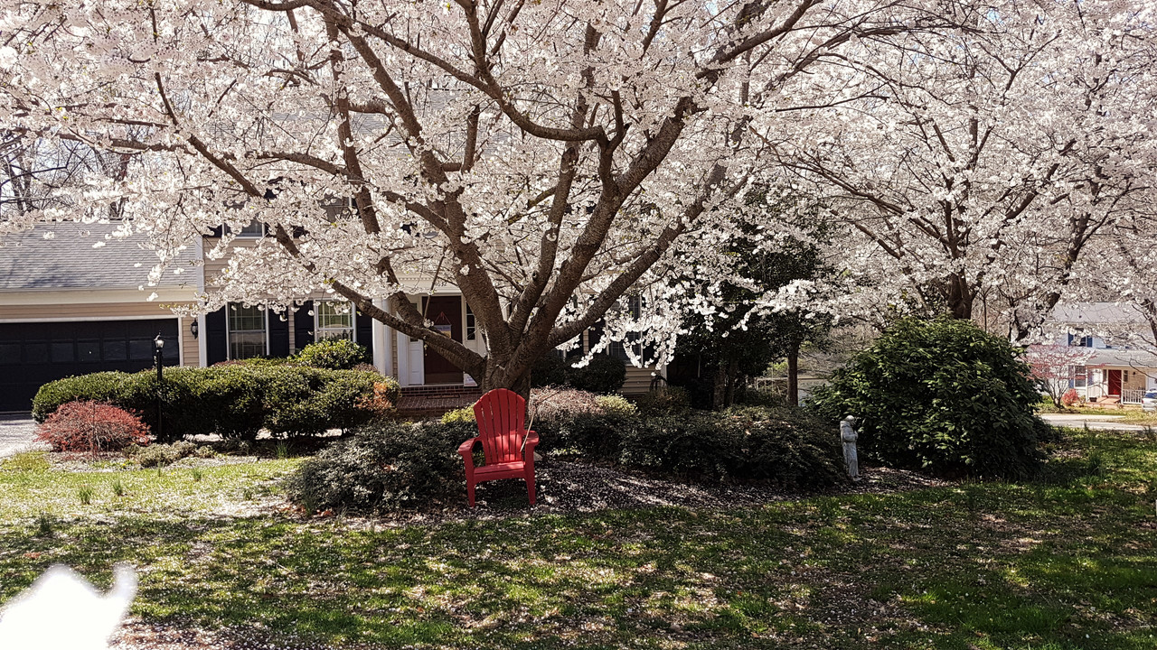 Mary-Poppins-Tree-4-6-19.jpg