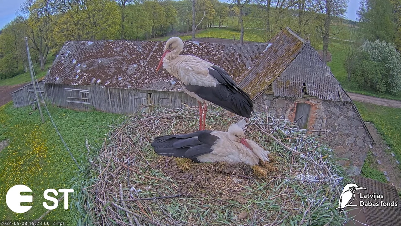 Baltie stārķi (Ciconia ciconia) Tukuma novadā - LDF tiešraide __ White storks in Tukums, Latvia 11-4