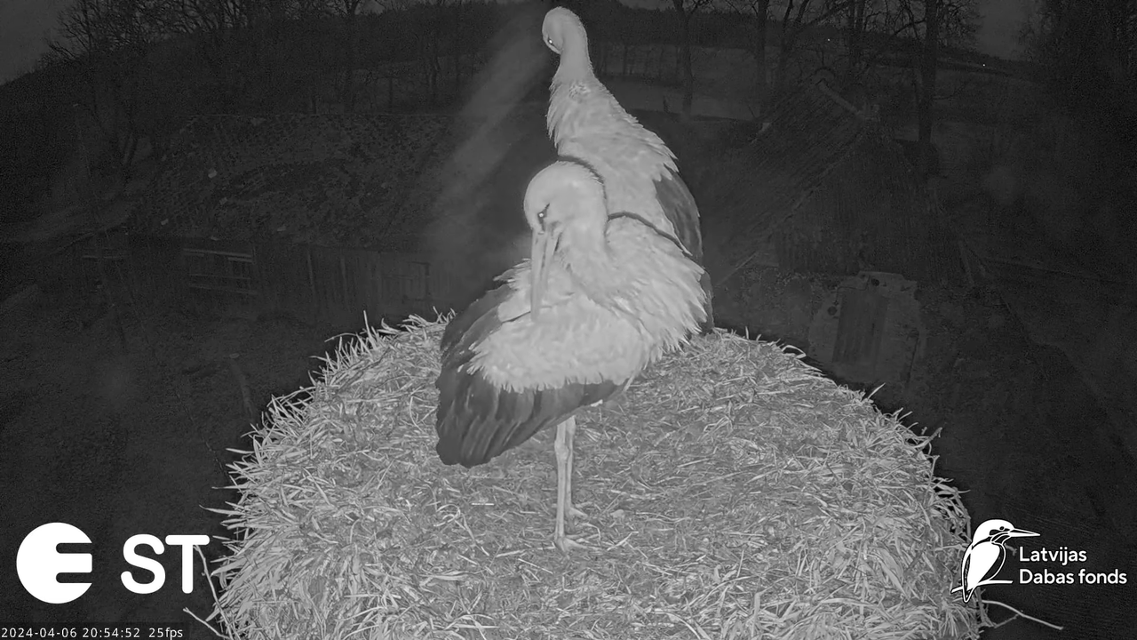 Baltie stārķi (Ciconia ciconia) Tukuma novadā - LDF tiešraide __ White storks in Tukums, Latvia 11-3
