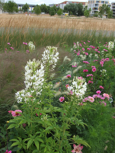 BUGA 23: Deprimierendes Blumenbeet mit "blassen Blumen" BUGA 23: Deprimierendes Blumenbeet mit "blassen Blumen"