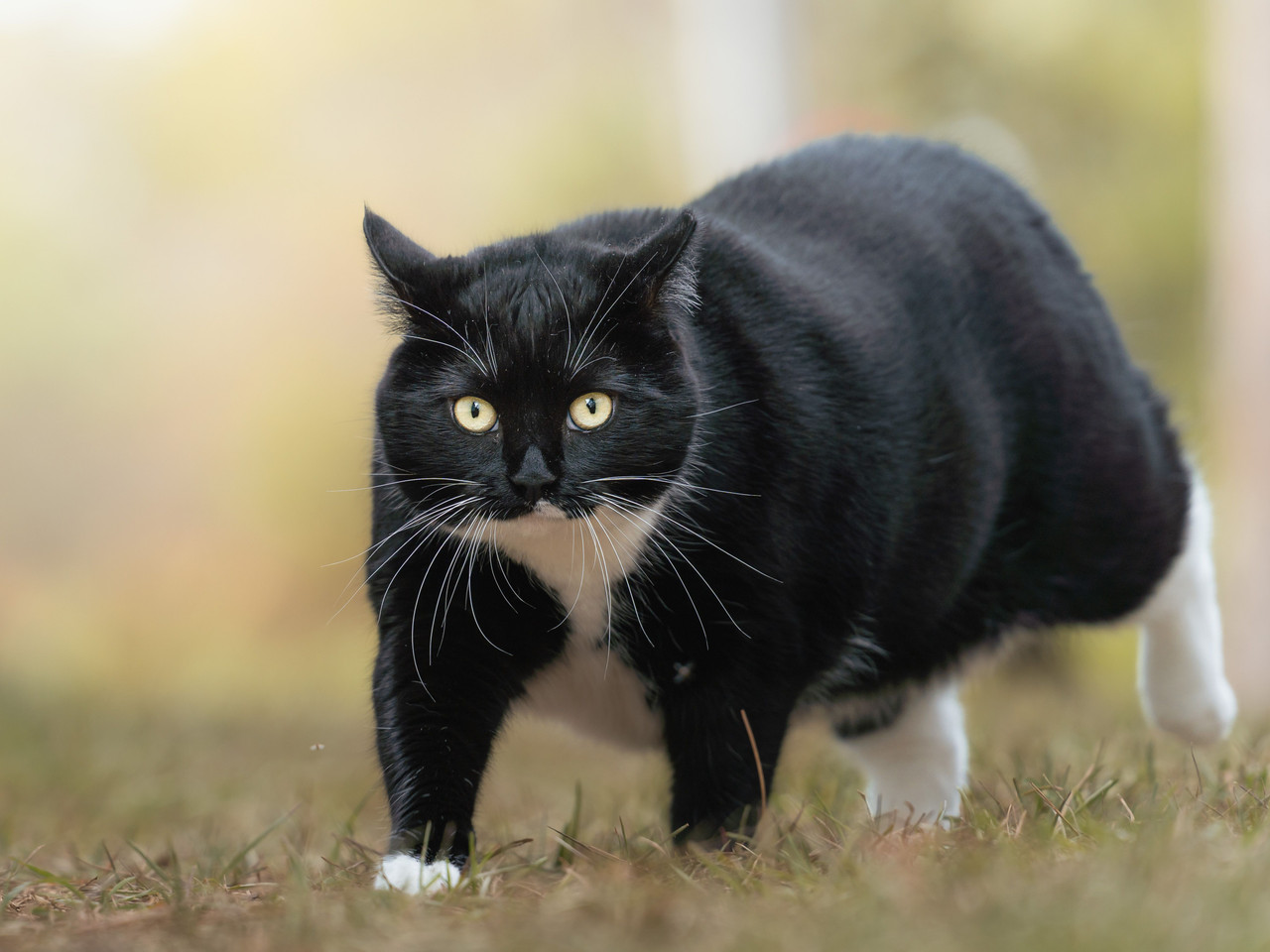 Obésité féline et ostéopathie animale : enjeux biomécaniques, métaboliques et accompagnement du chat en surpoids