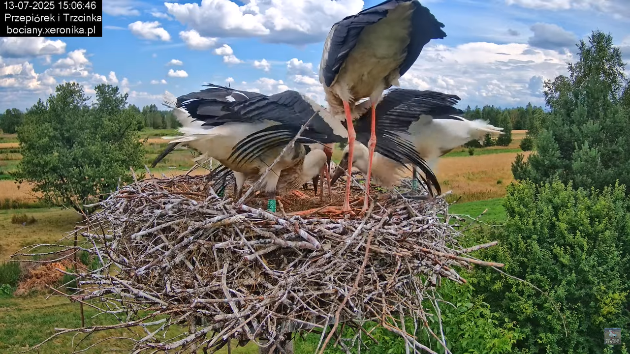 13072025bociany42