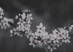 0299839f2a0208905c173450d34b9c051-ezgif-com-crop-1.gif